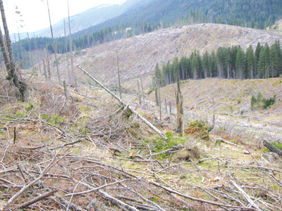 ÎNGRIJORĂTOR. Brașovul, pe primul loc la transporturi ilegale de lemn... depistate 1 article_434577_1.jpg