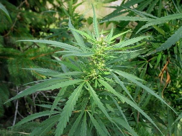 cannabisplante.jpg