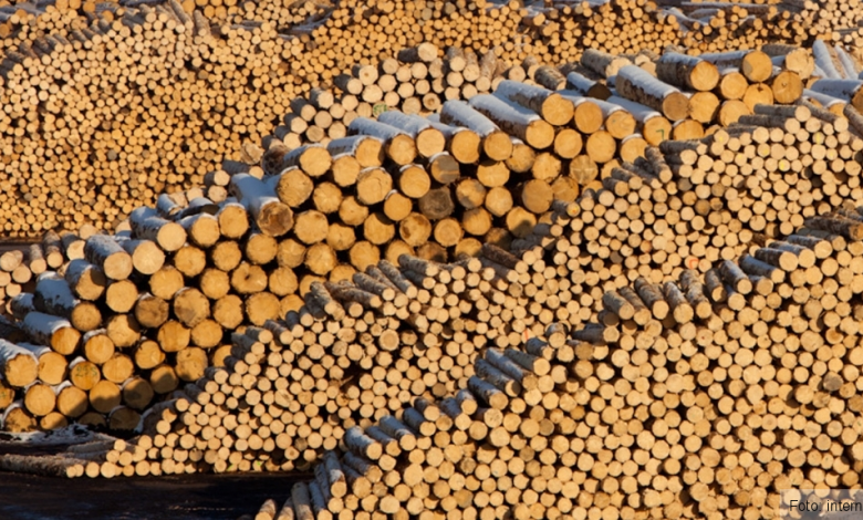 Reţinuţi pentru tăieri ilegale de material lemnos, după 22 de percheziţii! 1 hind.jpg