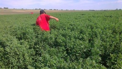 BRAŞOV. Au furat într-o noapte lucernă în valoare de peste 2.200 de lei 1 lucerna.jpg