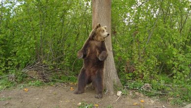 urslibearty1.jpg