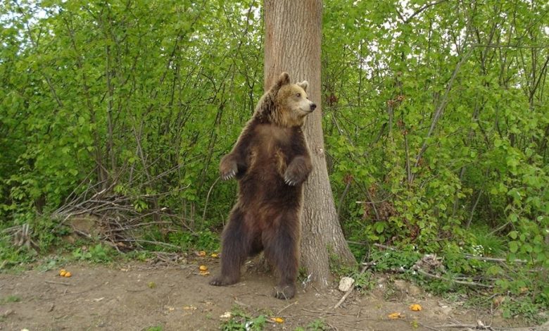 BRAŞOV. Rezervaţia de urşi din Zărneşti aşteaptă un nou locatar 1 urslibearty1.jpg