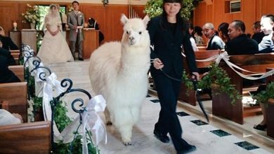alpaca.jpg