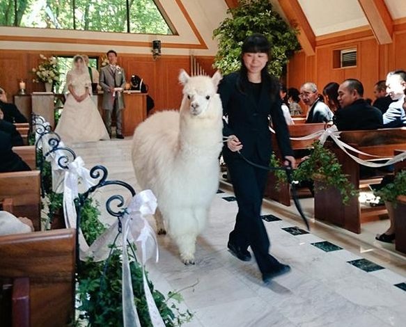 OBICEI. Alpacalele, martore la cununie 1 alpaca.jpg