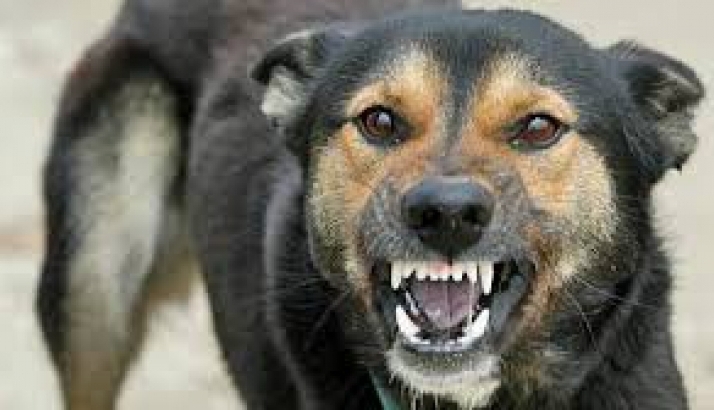 BRAȘOV. Câinii agresivi și animalele sălbatice i-au speriat! Peste 20 de oameni au cerut ajutorul jandarmilor 1 caine2.jpg