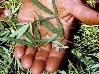 Un bărbat a fost prins când culegea... cannabis 1 canabis-cultura-darius-mitrache.jpg