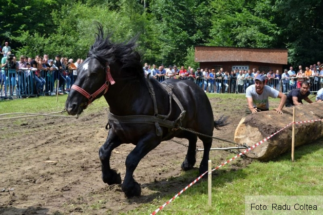 ecvestru rasnov 2015 (20)_188328.JPG