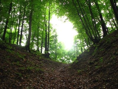 BRAȘOV. Flagrant într-o pădure din Vlădeni 1 padure.jpg
