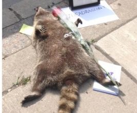 raton mort_188942.jpg