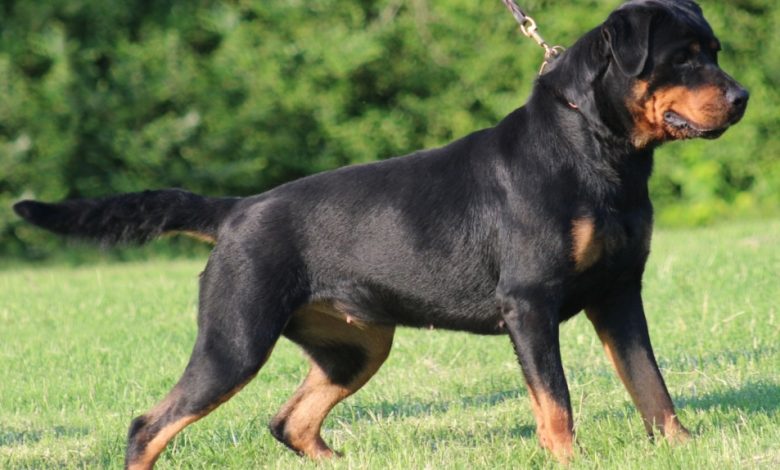rottweiler.jpg