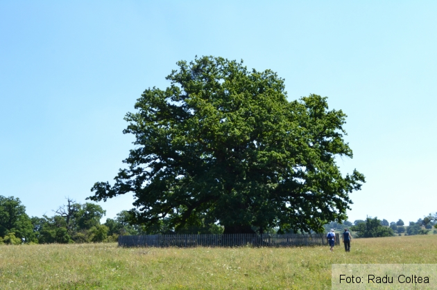 stejarul_190031.JPG