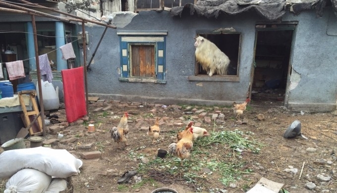 Țapul, un animal de companie pentru o bucureșteancă 1 tap.jpg