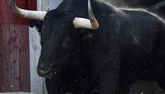 A SCĂPAT! Un taur a produs panică pe străzi 1 taur_2.jpg