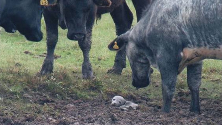 Un pui de focă a fost salvat de vaci! 1 vaca1_190098.jpg