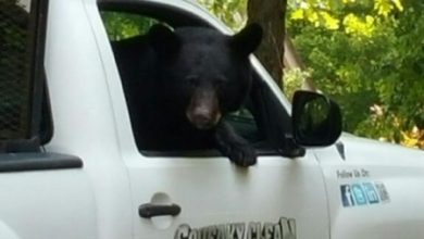 bear-in-truck-2.jpg