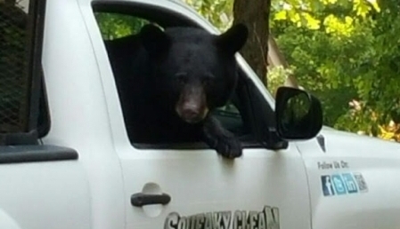 bear-in-truck-2.jpg