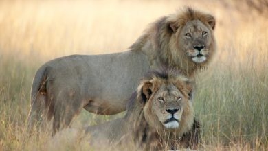 cecil-and-jericho-3390407k.jpg