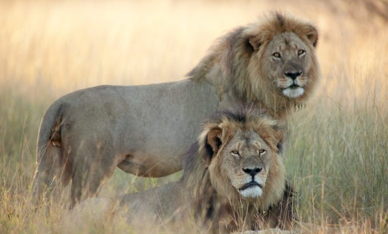 cecil-and-jericho-3390407k.jpg