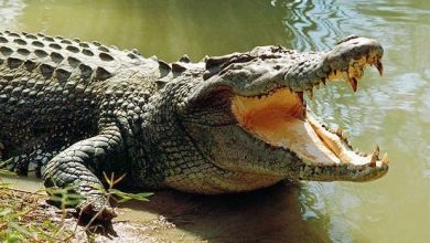 crocodil_3.jpg