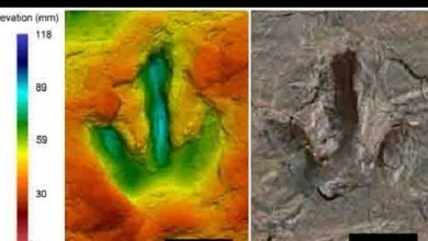 dinosaur-footprints1-600x330.jpg
