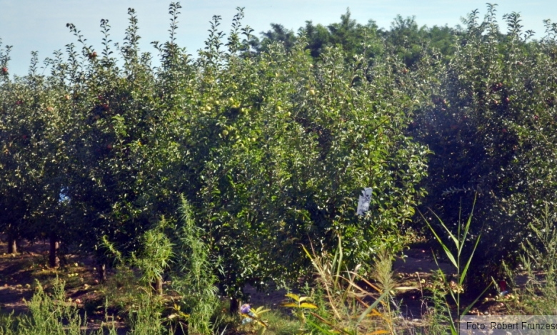 dsc-4983.jpg