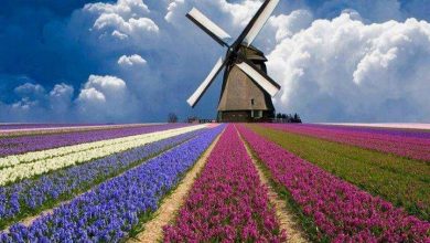 floridinolanda.jpg