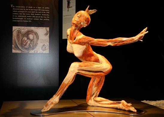 Cum a fost primită expoziția de cadavre Our Body în România 1 ourbody.jpg