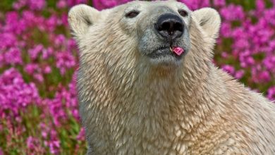 polar-bear-playing-flower-field-dennis-fast-13_191801.jpg