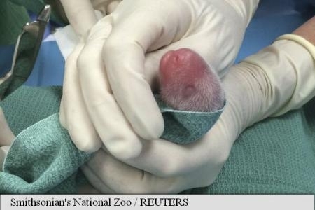 Doliu la ZOO! Unul dintre puii de panda născuţi săptămâna trecută a murit 1 puipanda.jpg