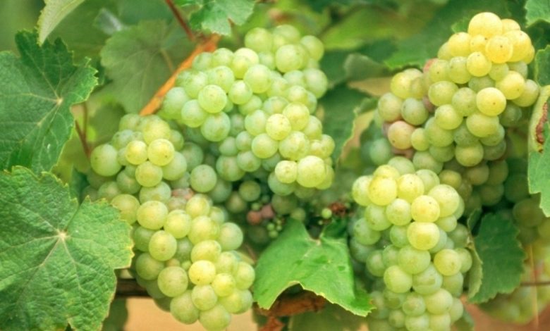 Schimbarea la Faţă - ce e bine şi ce nu să faceţi pe 6 august 1 struguri-albi-.jpg