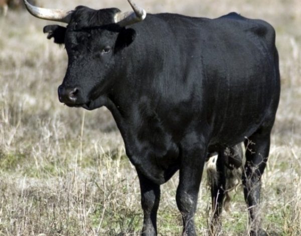 MOARTE VIOLENTĂ. A fost lovit de un taur 1 taur1.jpg