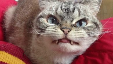 vampire-angry-cat-loki-29_191704.jpg