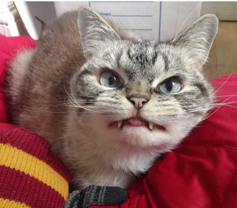vampire-angry-cat-loki-29_191704.jpg