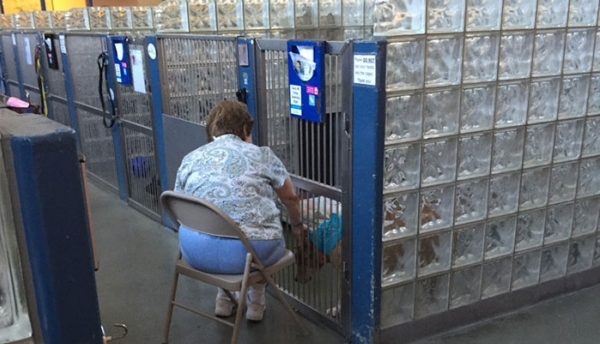 O femeie le citeşte câinilor de la azil, ca să se simtă mai puţin singuri 1 woman-reads-books-shelter-dogs-pittsburgh-1.jpg