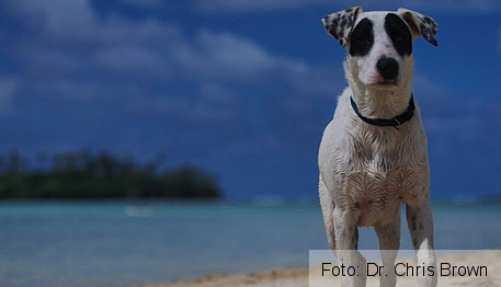 11 sfaturi simple pentru a-ți fotografia animalul de companie 1 animale.png