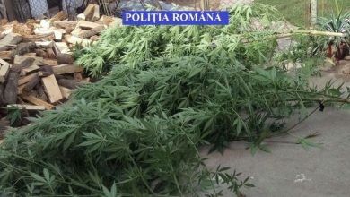Percheziţii la un bărbat bănuit de cultivarea şi deţinerea de cannabis 7 cannabis.jpg