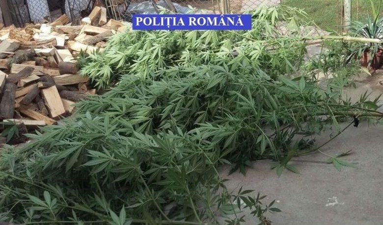 Percheziţii la un bărbat bănuit de cultivarea şi deţinerea de cannabis 1 cannabis.jpg