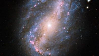 cosmos2_2.jpg
