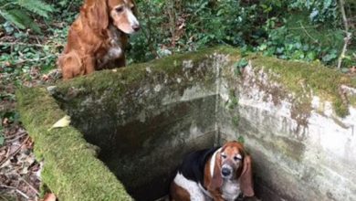 dog-guards-friend-trapped-help-arrives-2_194145.jpg