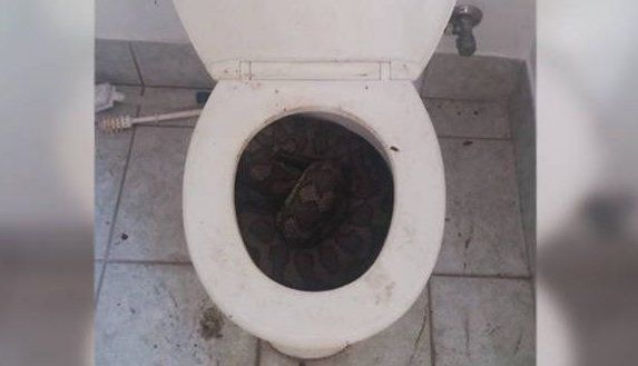 ȘOC. Au găsit pitoni în WC!!! 1 piton.jpg
