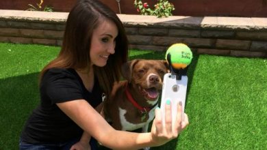 pooch-selfie-dog-clever-products-jason-hernandez-7_194935.jp