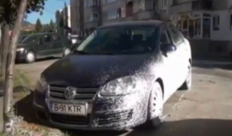 S-au trezit cu maşinile VOPSITE în alb! Vinovaţii... 1 vopsite.jpg