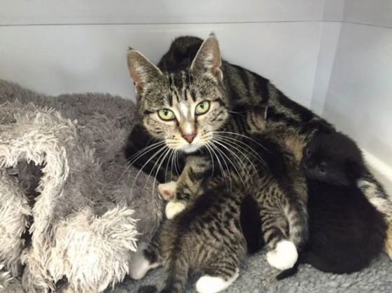 Mother-cat-sneaks-into-a-vet-clinic-to-be-with-her-abandoned