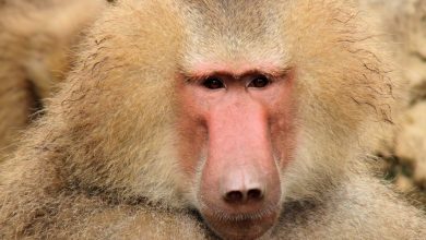 baboon.jpg
