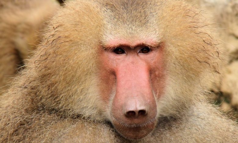 CE SURPRIZĂ! Babuinii au întrerupt transmisia radio!!! 1 baboon.jpg