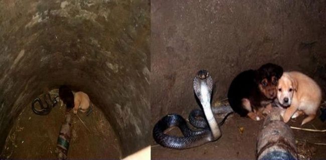 Doi pui de câini au căzut într-o groapă unde era o cobră! Ceva incredibil s-a întâmplat 1 caini_2.jpg