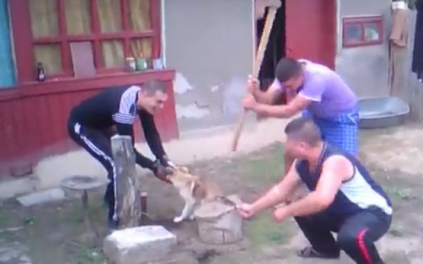FĂRĂ MILĂ! Trei tineri s-au filmat tăind coada unui câine, cu toporul 1 coadacaine.jpg