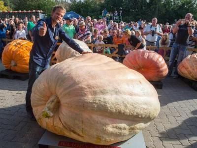 GIGANT. A recoltat un dovleac de 750 de kilograme! 1 dovleac.jpg