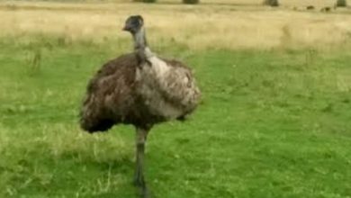 emu1.jpg