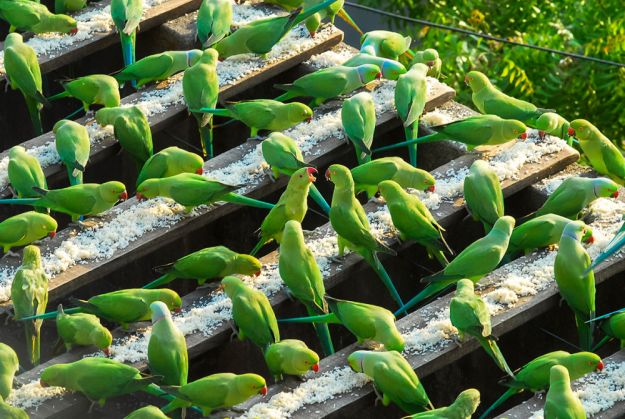 „Birdman“ are grijă de 4.000 de papagali 1 parakeets-4_197060.jpg